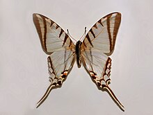 Papilionidae - Protographium agesilaus.JPG
