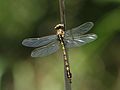 * Nomination Teneral male rock hooktail, Paragomphus cognatus, Fort Nottingham Nature Reserve, KwaZulu-Natal. OdonataMAP record no. 33119 --Alandmanson 15:36, 23 April 2017 (UTC)  Comment Please don't use web addresses in the nom, it disrupts the code. --W.carter 15:53, 23 April 2017 (UTC) * Promotion  Support - Impressive quality. I don't see the URL in the nomination; I guess it was removed? -- Ikan Kekek 17:13, 23 April 2017 (UTC)  Comment Yep, I removed it since it corrupted the code and made the text of the nom not showing up. --W.carter 18:15, 23 April 2017 (UTC)