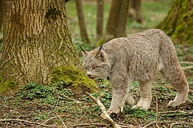 Kanadischer Luchs (Lynx canadensis)