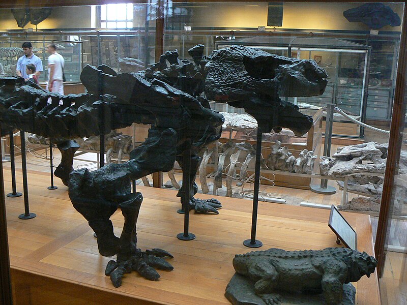 File:Pareiasaurus baini skeleton side.JPG