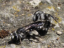 Mating of A. agilissima Parende Blauwe Zandbijen, gemaakt op Burg Pyrmont in Duitsland (Moezel).jpg