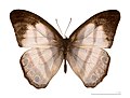 Museum specimen ♂ dorsal side