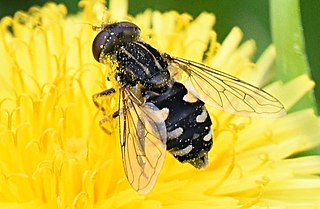 <i>Parhelophilus rex</i> Species of fly