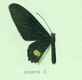 <i>Parides pizarro</i> species of insect