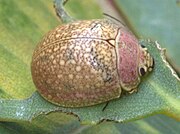 paropsis roseola