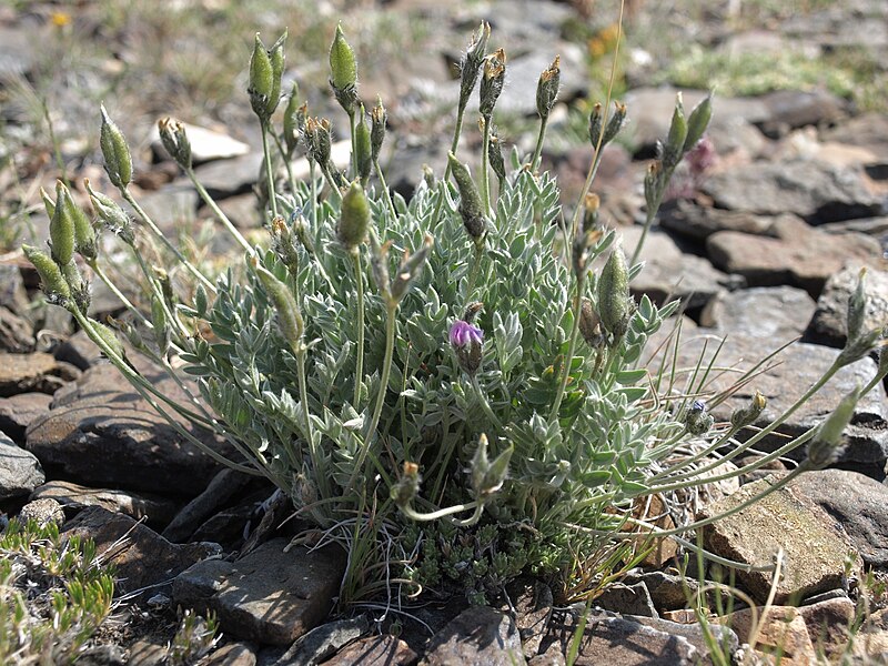 File:Parry oxytrope, Oxytropis parryi (26509600657).jpg