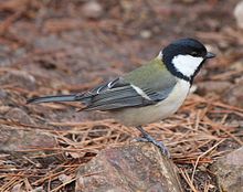 Japanese tit Parus minor (side).JPG