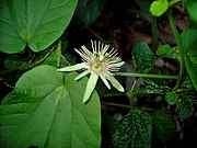   Passiflora rubra