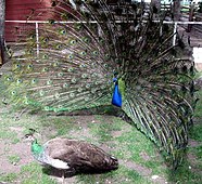 Peacock namlouvání peahen.jpg