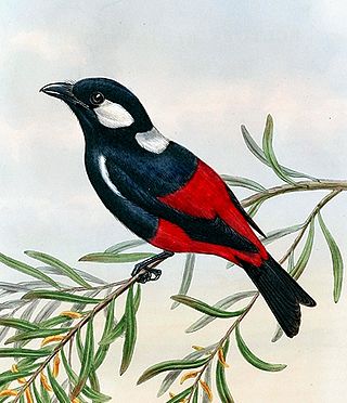 <i>Peltops</i> Genus of birds