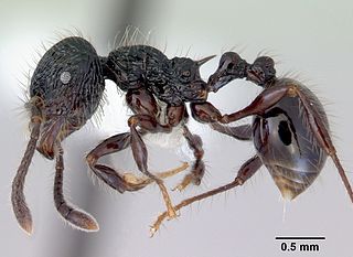 <i>Perissomyrmex</i> Genus of ants