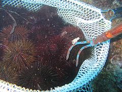 Mediterranean sea urchin fishing in Sardinia