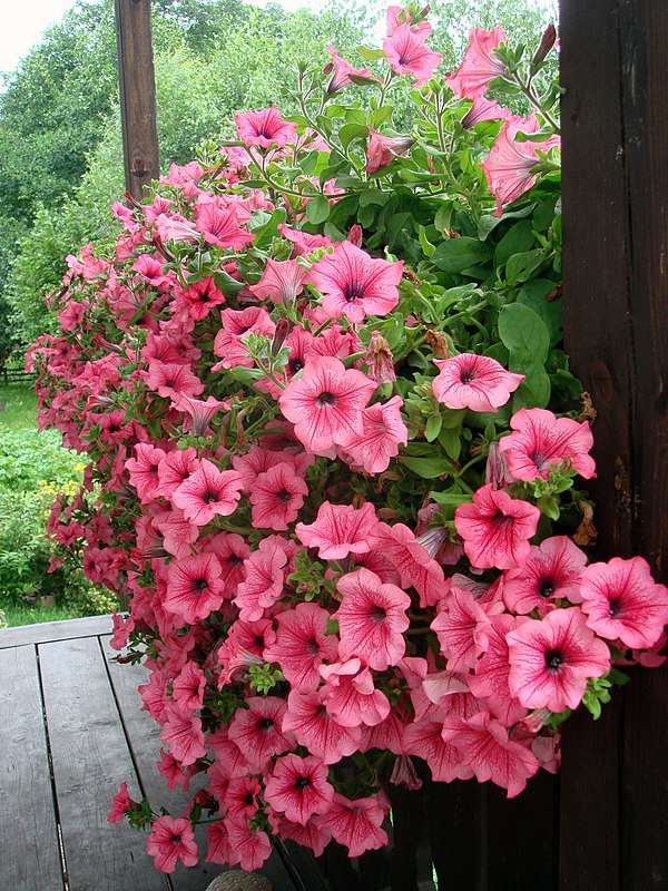 Ornamental petunia plant