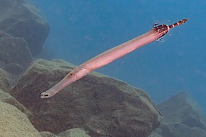 Atlantic Trumpetfish