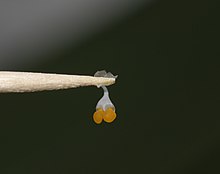 Phalaenopsis pollinia (orange) attached to a toothpick with its sticky viscidium Phalaenopsis pollinia on toothpick.jpg