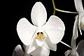 Phalaenopsis sanderiana alba color