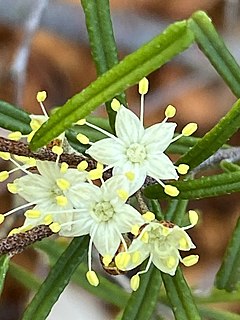<i>Phebalium daviesii</i> Species of shrub