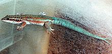 Phelsuma de la 2.jpg