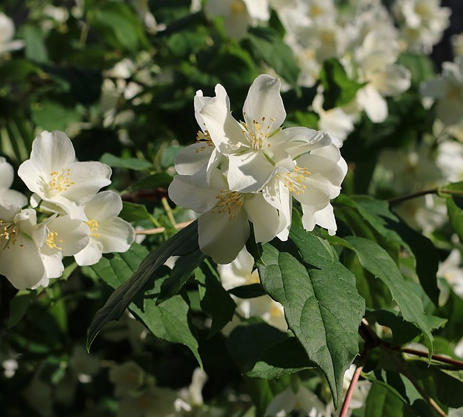 File:Philadelphus flower 2021 G1.jpg