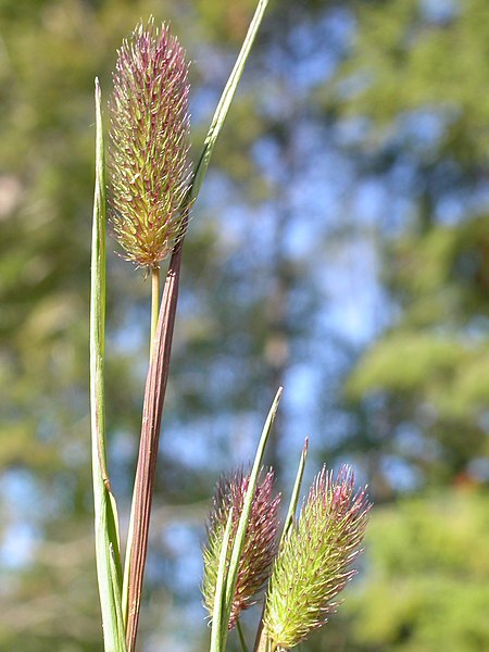 File:Phleum alpinum (3883293886).jpg