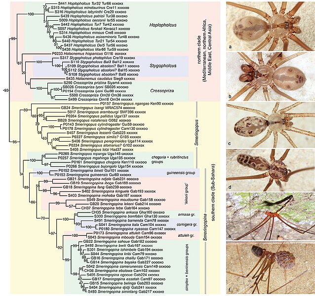 File:Pholcidae (10.3897-zookeys.789.22781) Figure 6.jpg