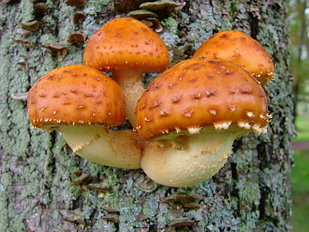 Pholiota aurivella