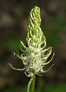 Phyteuma spicatum, a close relative within the same genus as Phyteuma nigrum. This photo captures the flower head of the P. spicatum individual. These organisms are found across Europe. Phyteuma spicata 280504.jpg