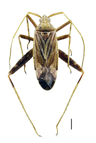 <i>Phytocoris varipes</i> Species of true bug
