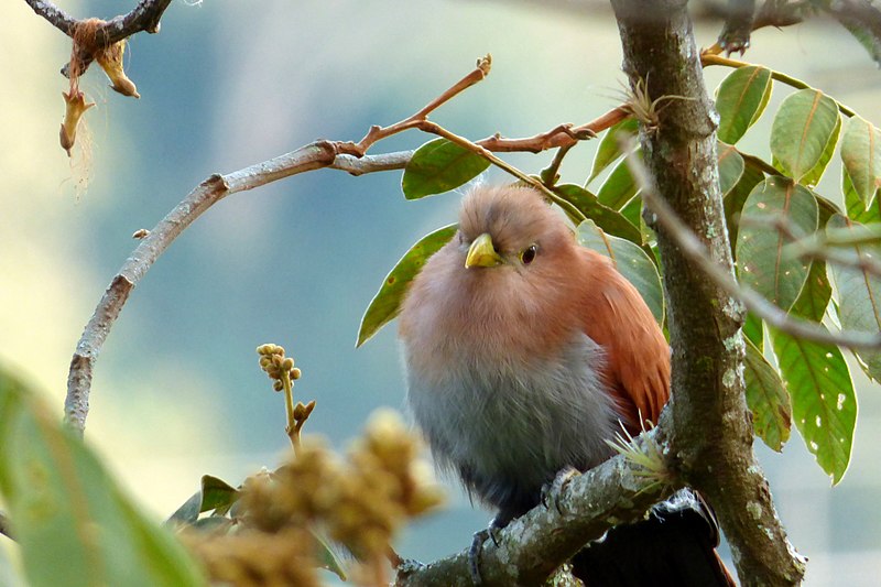 File:Piaya cayana (Cuco ardilla) (15485005346).jpg