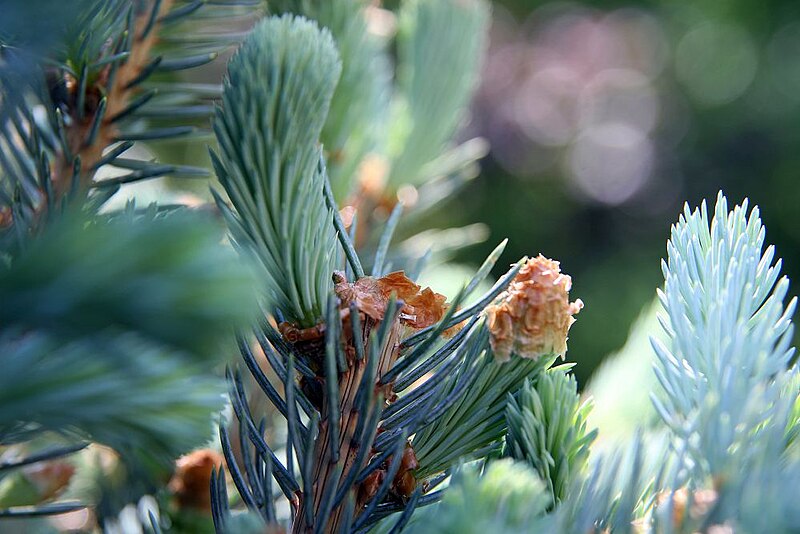 File:Picea pungens Fat Albert 5zz.jpg