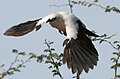 Pied babbler in flight.jpg