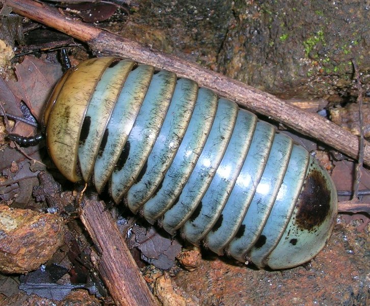 File:Pillmillipede talakaveri.jpg