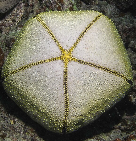 File:Pin Cushion Seastar (Culcita novaeguineae) (7383827890).jpg