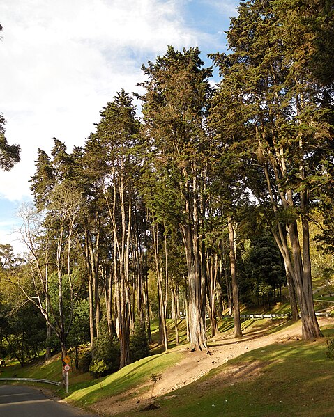 File:Pinar en el parque nacional Bogotá.JPG