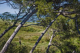 Pins sur l'île de Sainte-Lucie