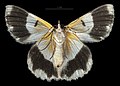 * Nomination Ventral view of a Pingasa ruginaria pacifica Inoue, 1964 --Tiouraren 03:48, 15 August 2021 (UTC) * Promotion  Support Good quality. --Tagooty 04:09, 15 August 2021 (UTC)