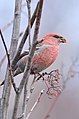 Male; Kotka, Finland