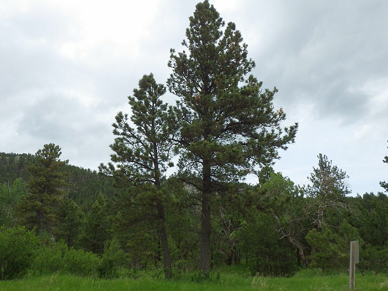File:Pinus ponderosa var. scopulorum (7458435432).jpg