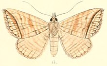 Pl.6-06-Loxioda fasciosa (Mur 1882) (Phyris) .JPG