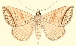 Loxioda fasciosa