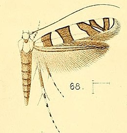 Acrocercops bifasciata