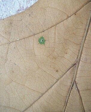 Veins in Plane tree leaf