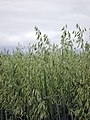 Plant of oat.jpg