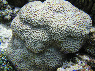 <i>Platygyra contorta</i> Species of coral