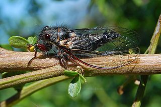 Platypediini Tribe of true bugs