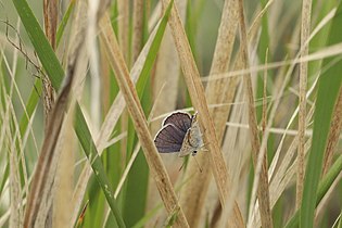 Plebejus melissa