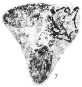 Plecia cairnesi Plecia cairnesi holotype Rice 1959 pl2 fig7.png