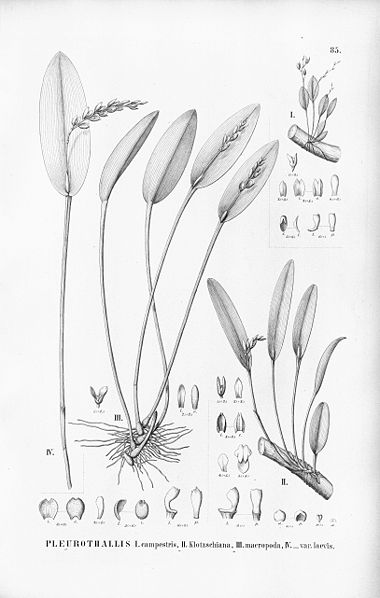 File:Pleurothallis campestris-Acianthera klotzschiana (as Pleurothallis kl.)-Acianthera macropoda (as Pleurothallis m.) - Fl.Br. 3-4-85.jpg