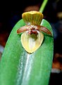 Pleurothallis tonduzii flower