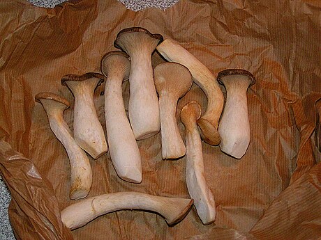 Pleurotus eryngii